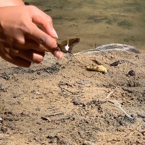 Meet your Posher, Lavanya